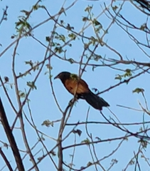 Centropus sinensis parroti