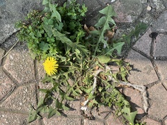 Taraxacum officinale