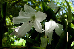 Crinum jagus