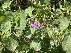 Malva sylvestris