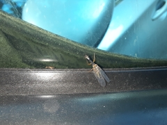 Raphidiidae