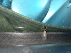 Raphidiidae