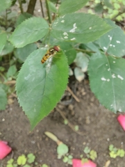 Episyrphus balteatus