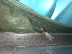 Raphidiidae