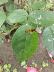 Episyrphus balteatus