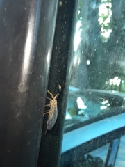 Raphidiidae