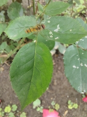 Episyrphus balteatus