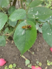 Episyrphus balteatus