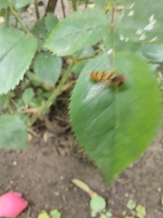 Episyrphus balteatus