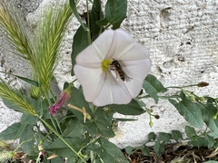 Convolvulus arvensis