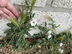 Convolvulus arvensis