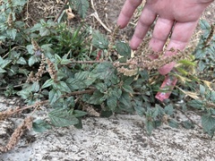Parietaria judaica