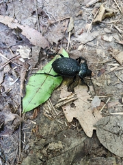 Carabus gigas