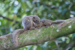 Callosciurus notatus
