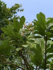 Calophyllum blancoi