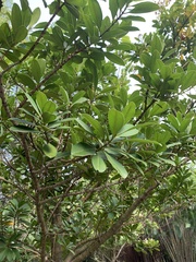 Calophyllum blancoi