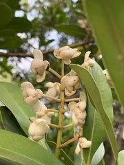Calophyllum blancoi