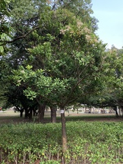 Calophyllum blancoi