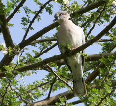 Streptopelia decipiens