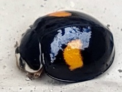Harmonia axyridis