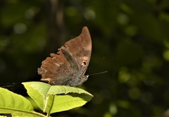 Dophla evelina