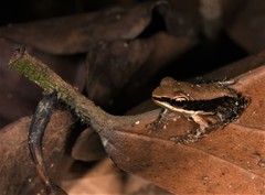 Hydrophylax bahuvistara