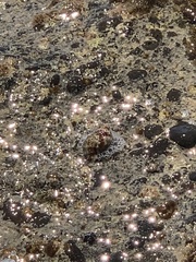 Clibanarius erythropus