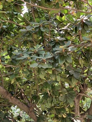 Palaquium formosanum