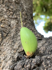 Palaquium formosanum