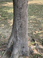Palaquium formosanum