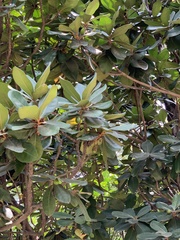Palaquium formosanum