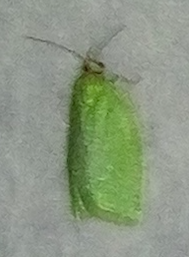 Tortrix viridana
