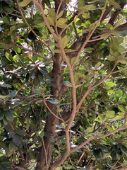 Palaquium formosanum
