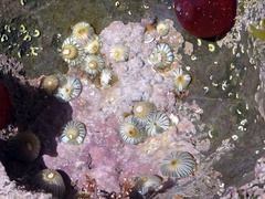 Actinothoe sphyrodeta