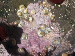 Actinothoe sphyrodeta