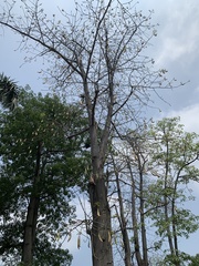 Ceiba pentandra