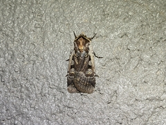 Parabagrotis