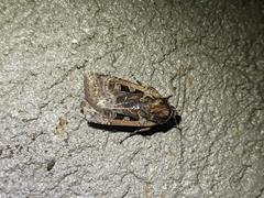 Parabagrotis
