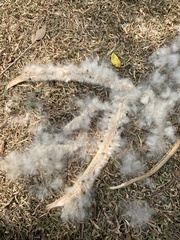 Ceiba pentandra