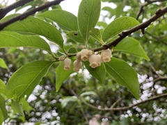 Diospyros morrisiana