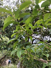 Diospyros morrisiana