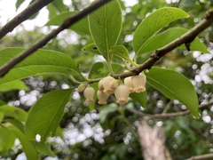 Diospyros morrisiana