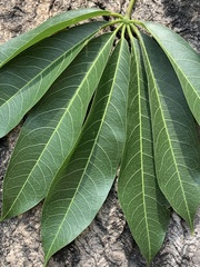 Ceiba pentandra