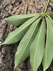 Ceiba pentandra