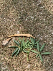 Ceiba pentandra