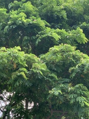 Samanea saman