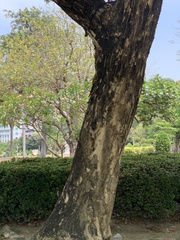 Samanea saman