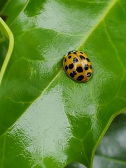 Harmonia axyridis