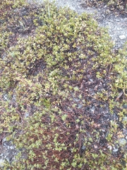 Arctostaphylos nevadensis