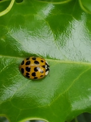 Harmonia axyridis